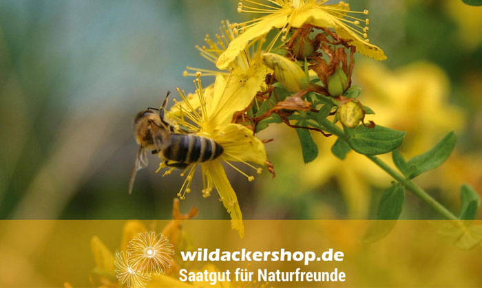 KULAP K52 Bayern - geförderte Saatgutmischungen Wildpflanzen zur Biogaserzeugung