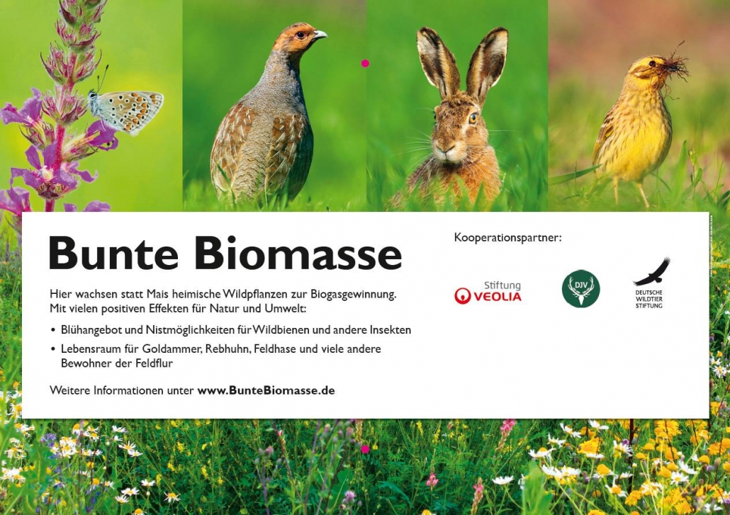Bunte Biomasse - Biogas aus mehrjährigen Wildpflanzen